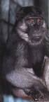 (Macaca ochreata