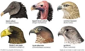 Coragyps atratus,