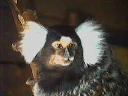 (Callithrix jacchus jacchus)