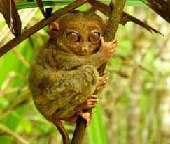 Tarsius. Tarsiers