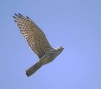 Gray-faced Buzzard (Butastur