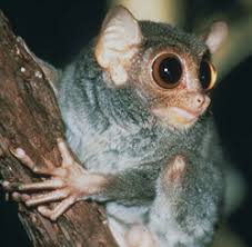 Tarsius syrichta