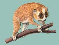 Image of: Nycticebus pygmaeus