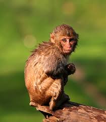 (Macaca mulatta)