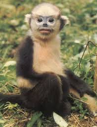 (Rhinopithecus avunculus).