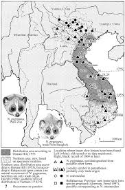 Nycticebus pygmaeus, lesser