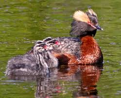 File:Podiceps auritus