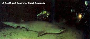 Shark (Hexanchus griseus)