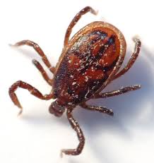 Flea and tick preventative