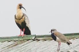 Ibis Theristicus caudatus