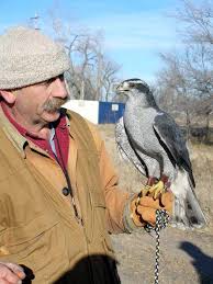 (Accipiter gentilis).