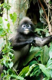Trachypithecus obscurus.......