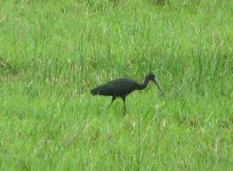 (Mesembrinibis cayennensis