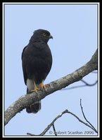 White-rumped Hawk - Buteo
