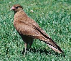 Chimango (Milvago chimango).