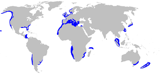 File:Hexanchus griseus
