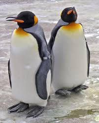 (Aptenodytes patagonicus)