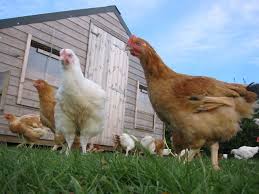 Devonshire Red organic chicken