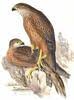 Red Goshawk (Erythrotriorchis