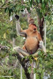 Male Nasalis larvatus monkey