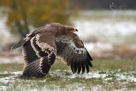 Orel stepní (Aquila nipalensis