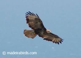 Buzzard (Buteo buteo harterti)
