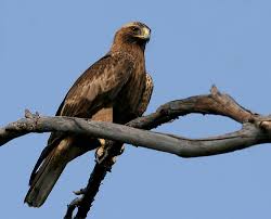 (Hieraaetus pennatus) by