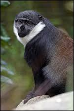 Cercopithecus lhoesti from the