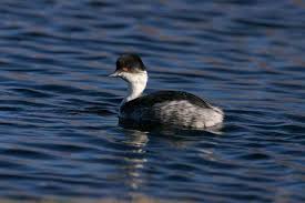Podiceps occipitalis