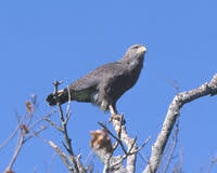 Banded Snake-Eagle - Circaetus