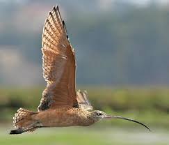 (Numenius americanus) have