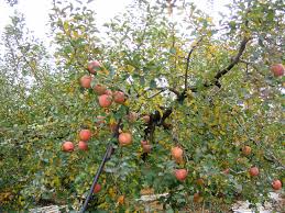 An apple tree in a farmer's orchard ...
