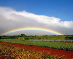 Dole Plantation