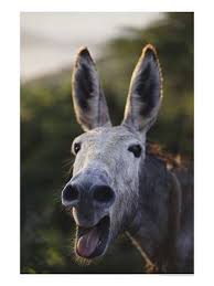 Are there really that many donkey ...