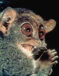 Tarsius syrichta Image