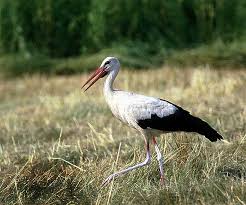 Ciconia ciconia White Stork