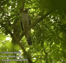 Accipiter nisus Krogulec