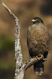 Eagle (Spilornis cheela)
