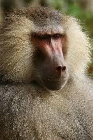 to family Cercopithecidae,