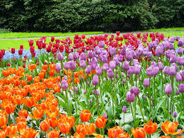 File:Keukenhof Holanda 002.