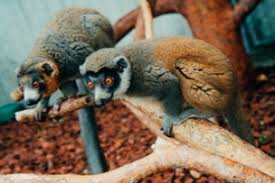 Eulemur mongoz, belongs to
