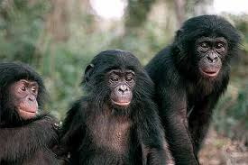 Your Primate: Pan paniscus