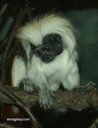 trang (saguinus Oedipus)