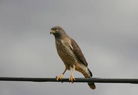 Hawk / Buteo Magnirostris