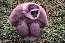 name: Hylobates moloch