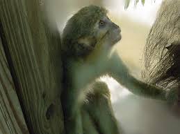 Angolan Talapoin (Miopithecus