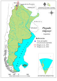 Plegadis ridgwayi