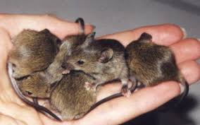 I call this the million mice ...