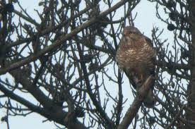 Buzzard Butastur indicus
