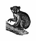 Arctocebus calabarensis
